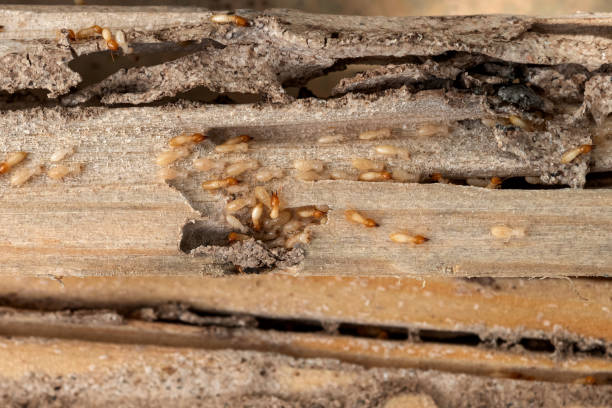 Bird Control in Arnold, MD