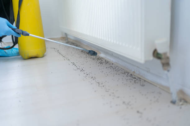 Reliable Arnold, MD Pest Control Solutions
